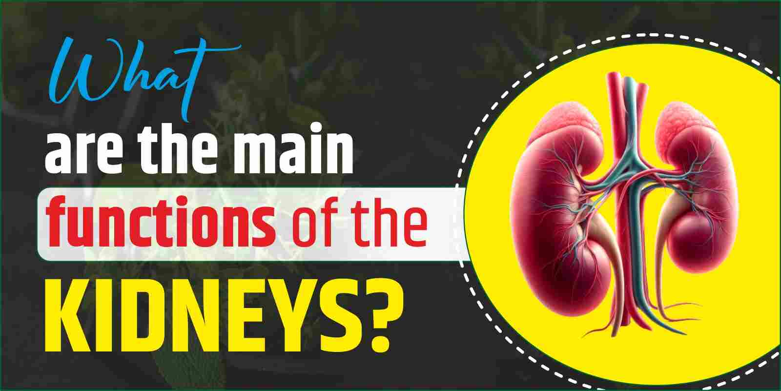 What are the main functions of the kidneys?